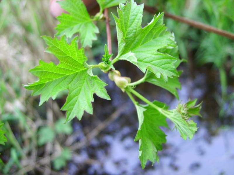 Viburnum opulus