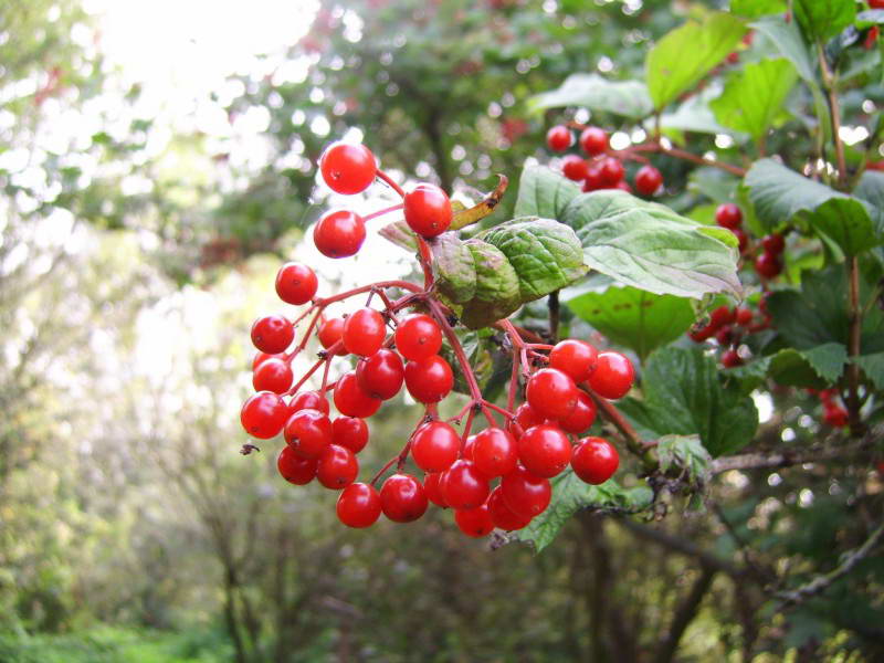 Viburnum opulus