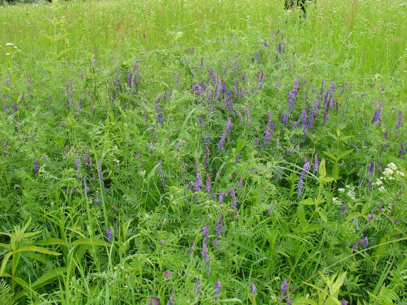 Vicia tenuifolia