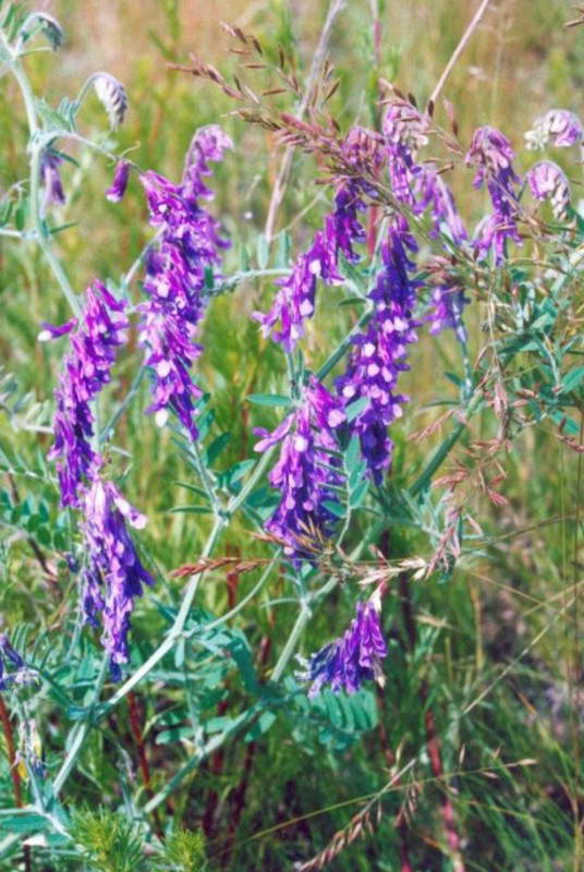 Vicia tenuifolia