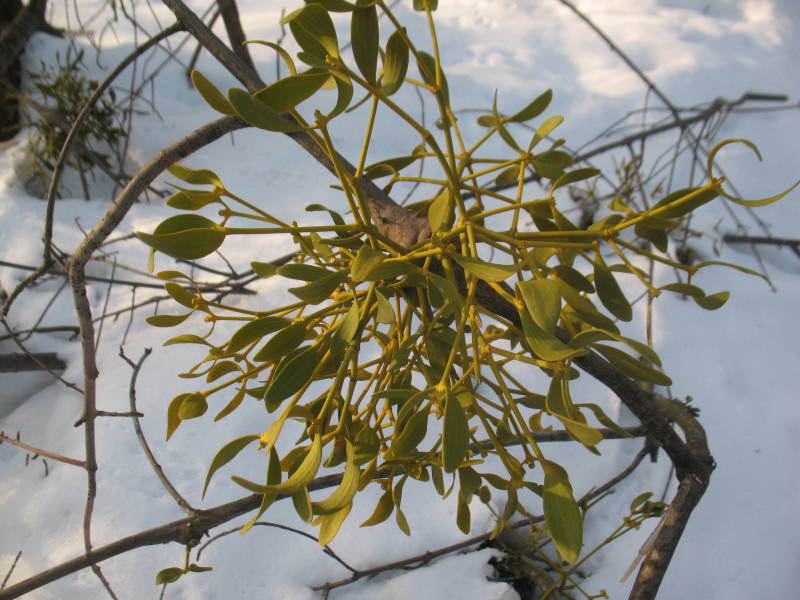 Mistletoe Viscum album