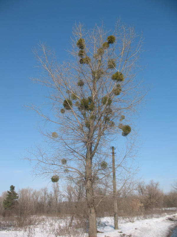 Mistletoe Viscum album