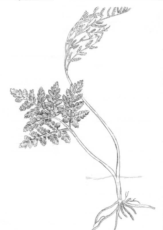 Botrychium multifidum