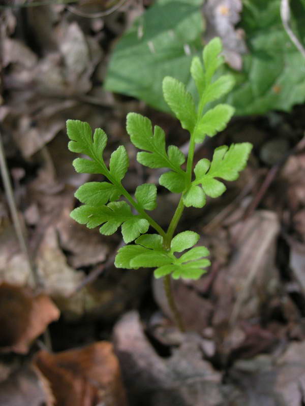 Botrychium multifidum