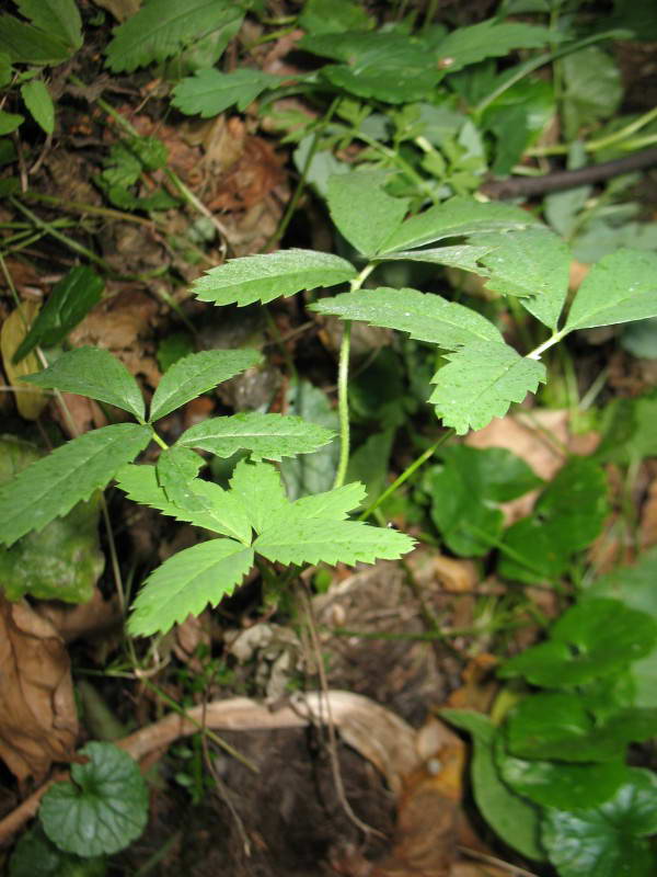 Comarum palustre