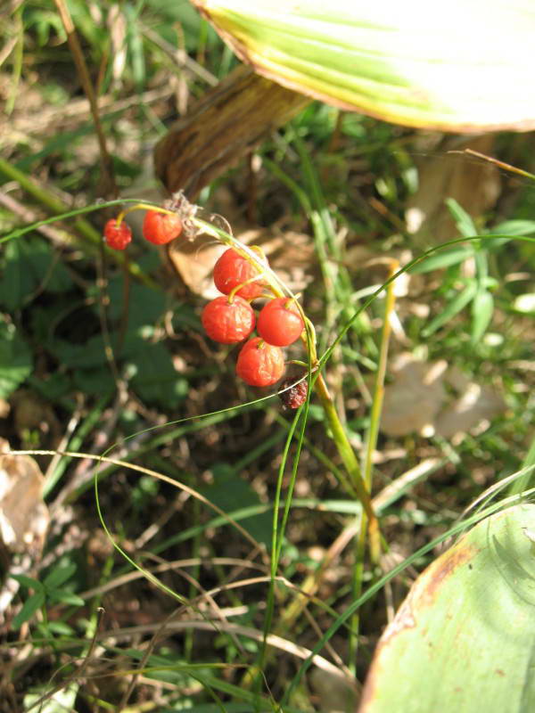 Lily May, Convallaria majalis