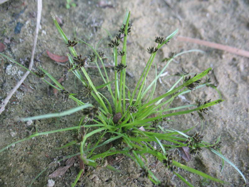 Cyperus fuscus