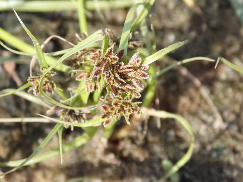 Cyperus fuscus