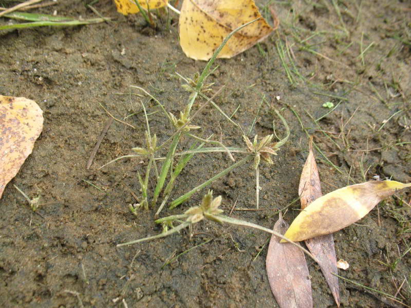 Cyperus fuscus