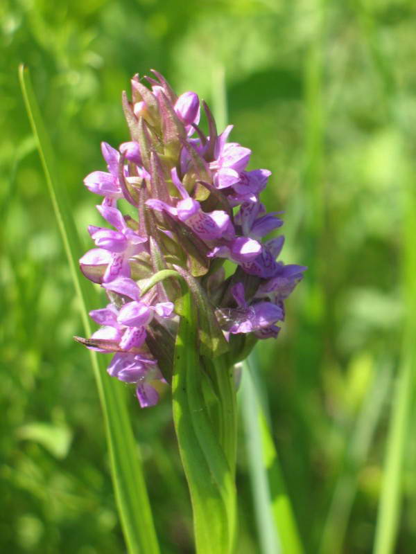 Dactylorhiza incarnata