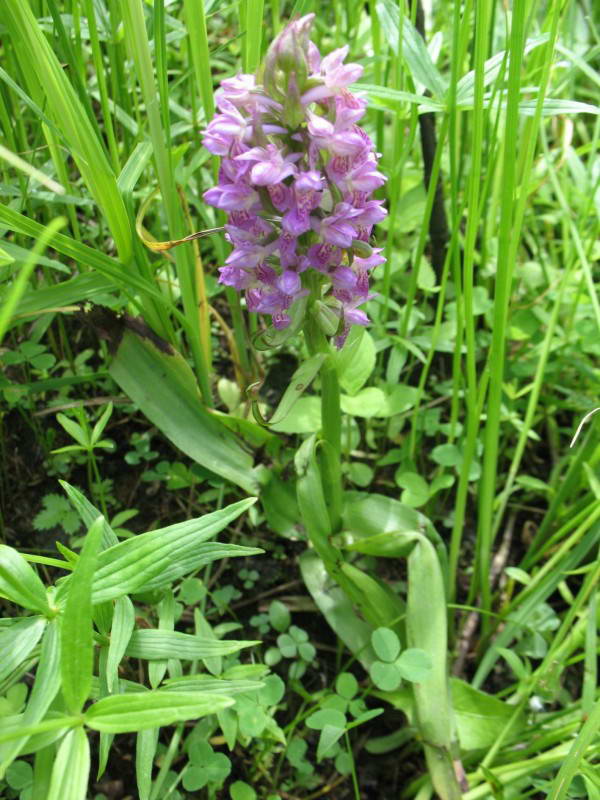 Dactylorhiza incarnata