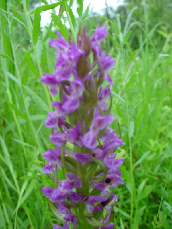 Dactylorhiza incarnata