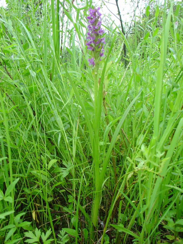 Dactylorhiza incarnata