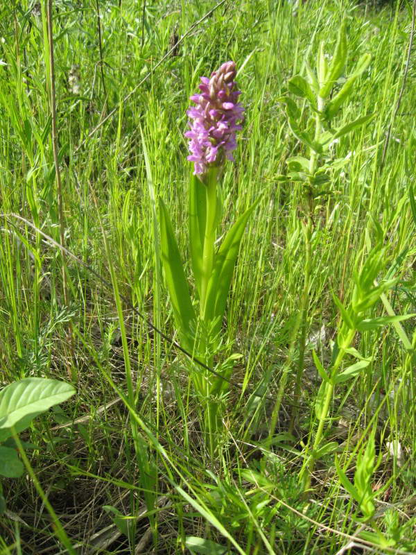 Dactylorhiza incarnata