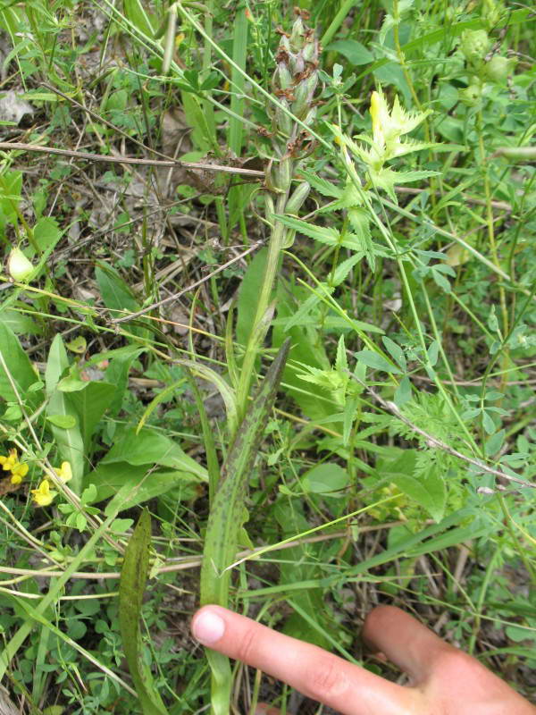 Dactylorhiza incarnata