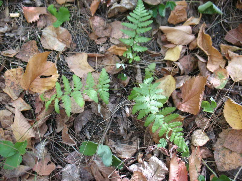 Dryopteris cristata