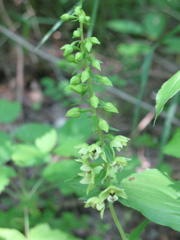 Epipactis helleborine