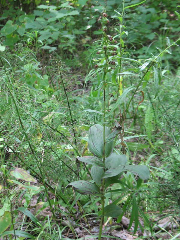 Epipactis helleborine