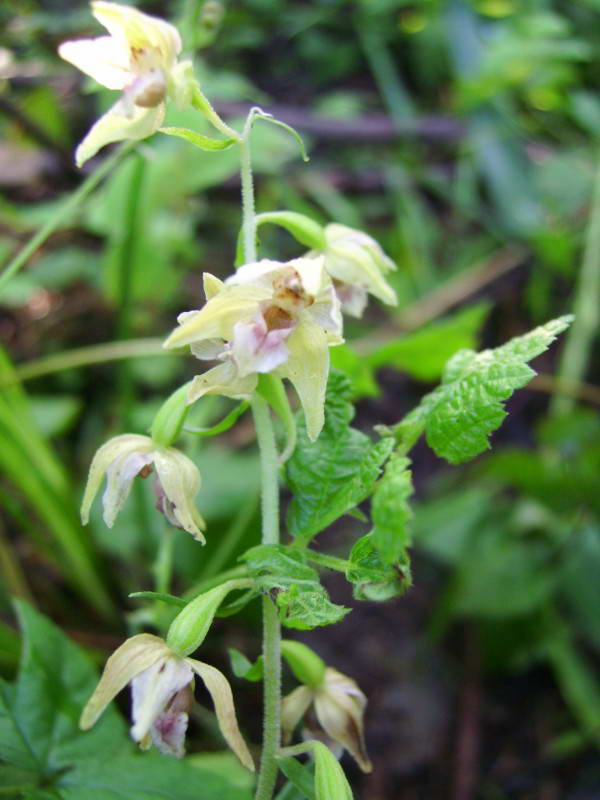 Epipactis helleborine