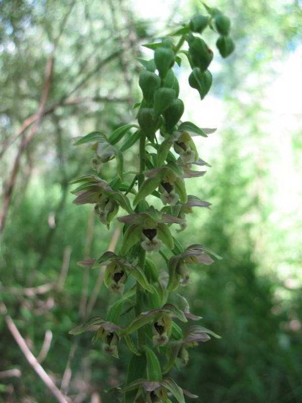 Epipactis helleborine