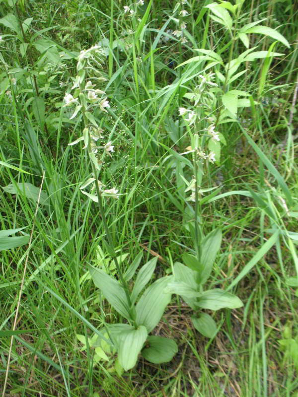 Epipactis palustris