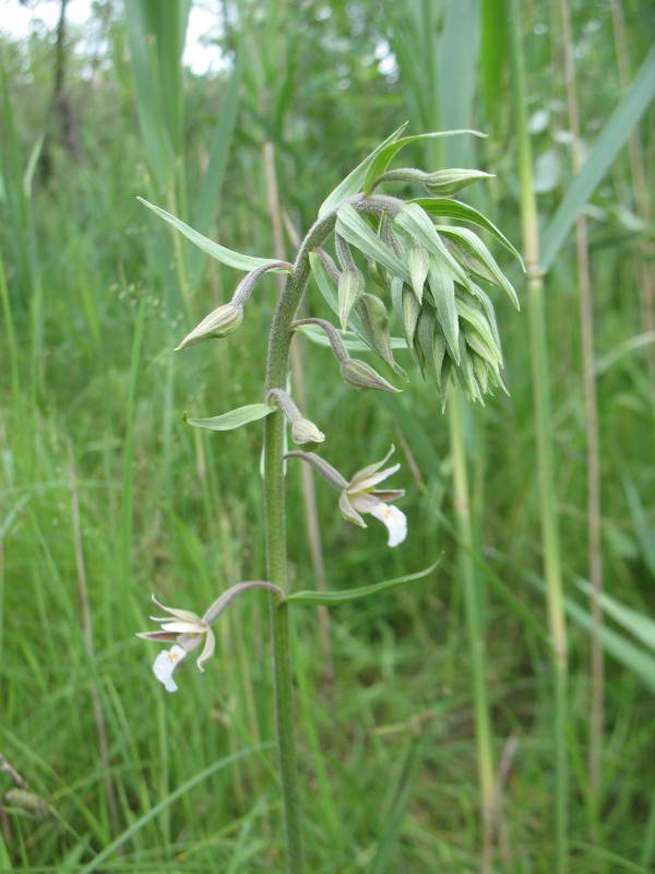 Epipactis palustris