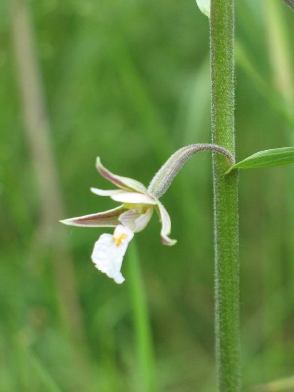 Epipactis palustris