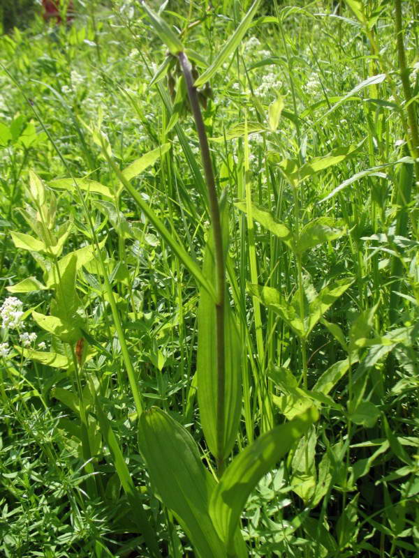 Epipactis palustris