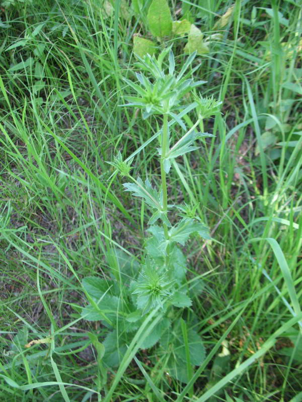 Eryngium planum