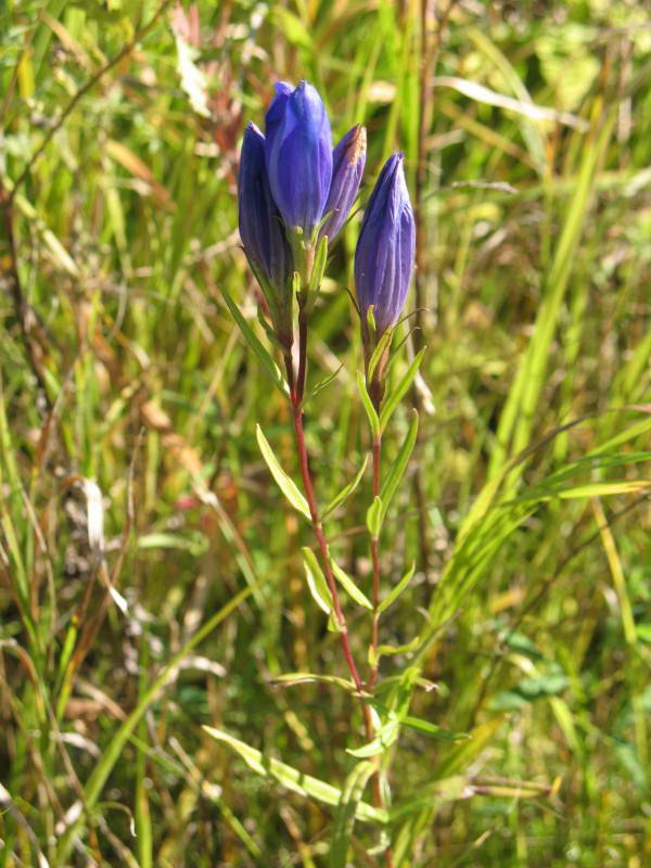 Gentiana pneumonanthe