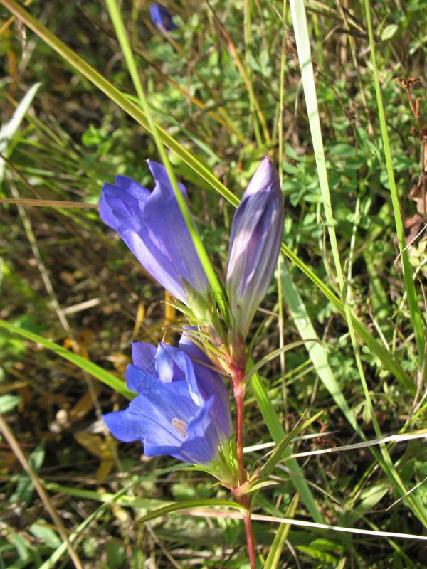 Gentiana pneumonanthe