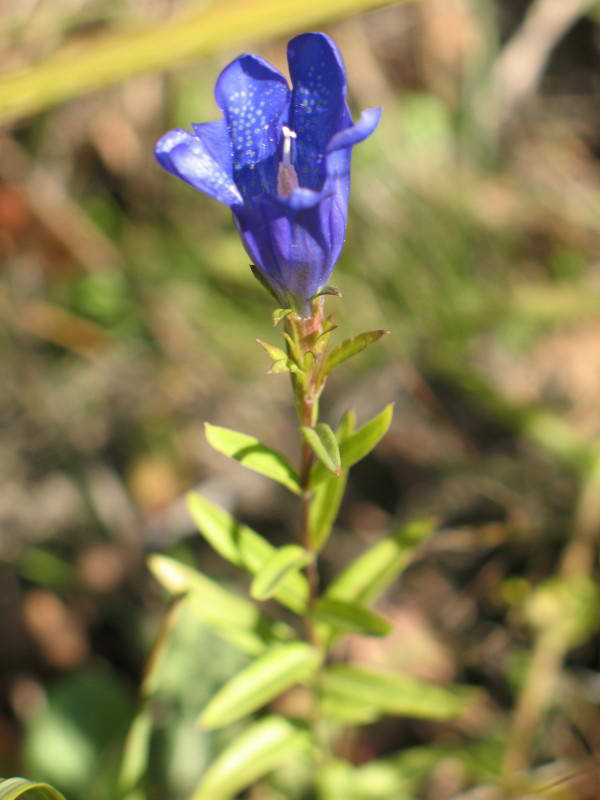 Gentiana pneumonanthe