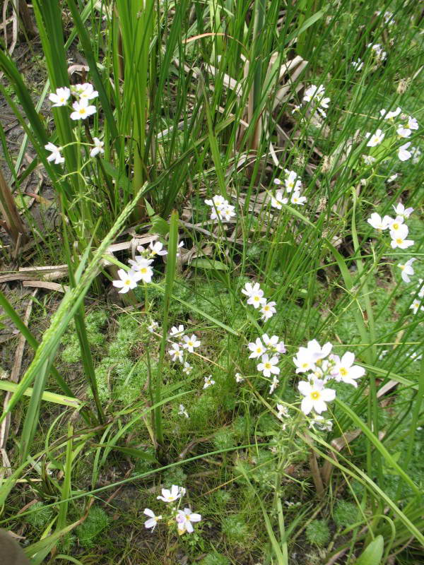 Hottonia palustris