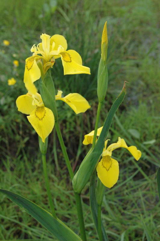 Marsh iris, Iris pseudacorus