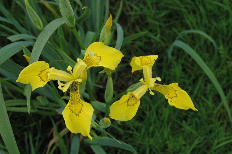 Marsh iris, Iris pseudacorus