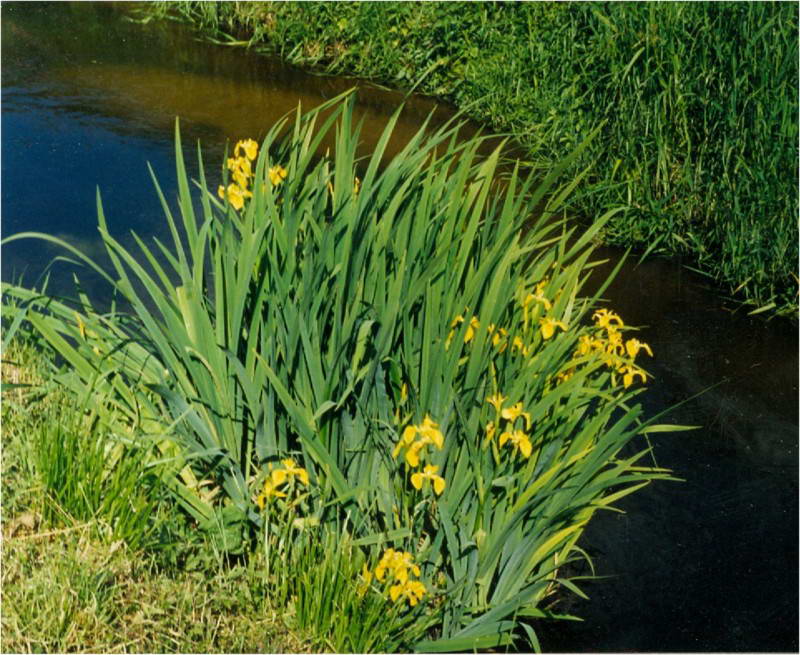 Півники болотяні