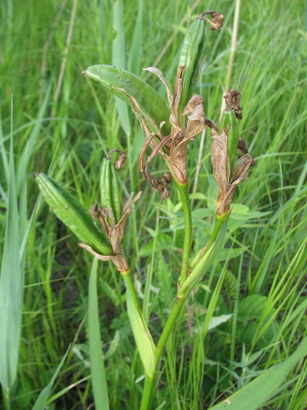 Півники болотяні