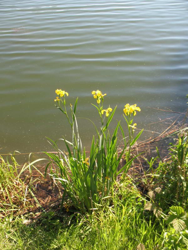 Marsh iris, Iris pseudacorus
