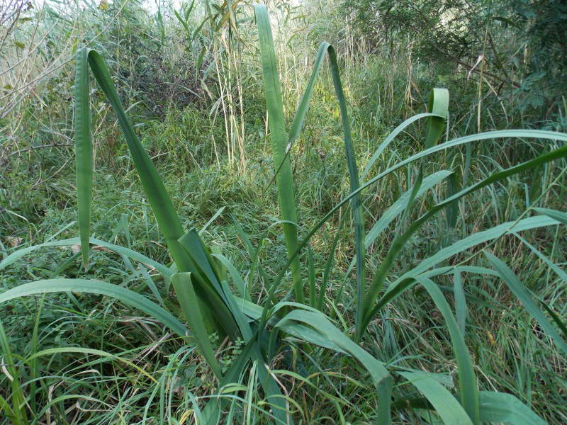 Півники болотяні