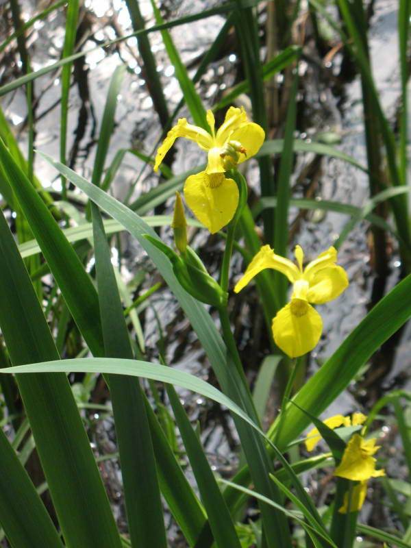 Півники болотяні