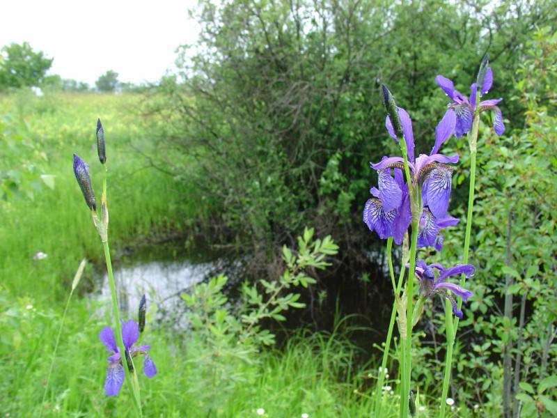 Iris sibirica