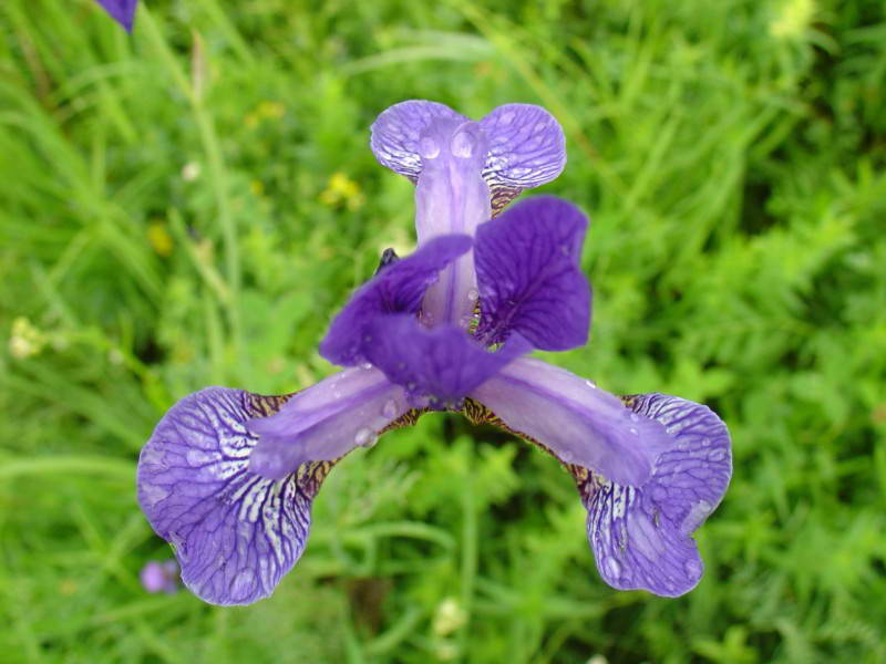 Iris sibirica