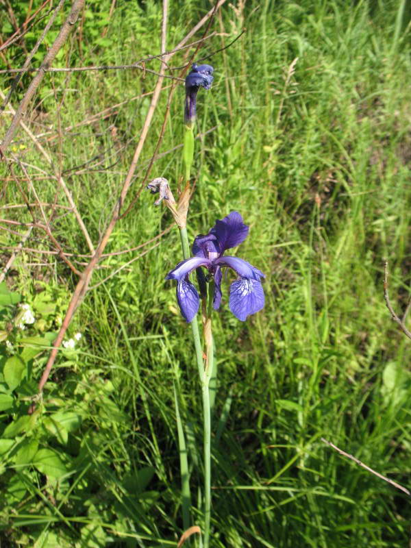 Iris sibirica