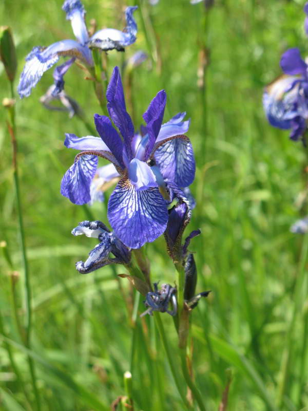 Siberian Iris, Iris sibirica