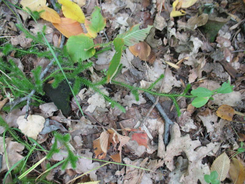 Lycopodium clavatum