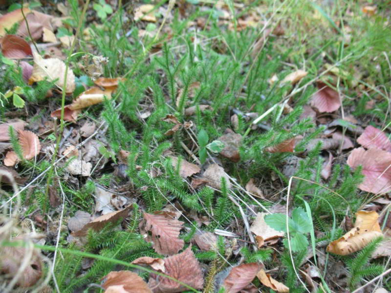 Lycopodium clavatum