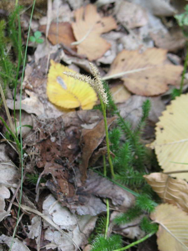 Плаун булавовидний, Lycopodium…