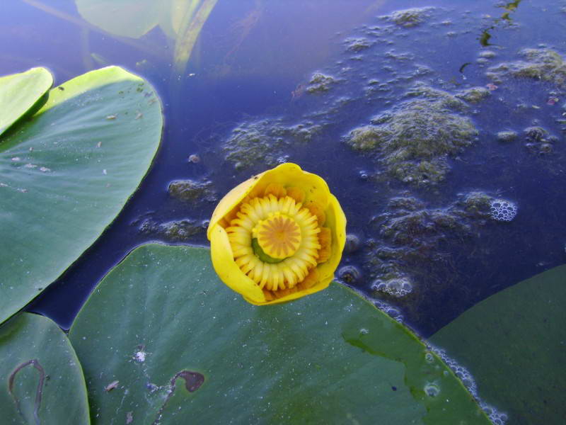 Nuphar lutea