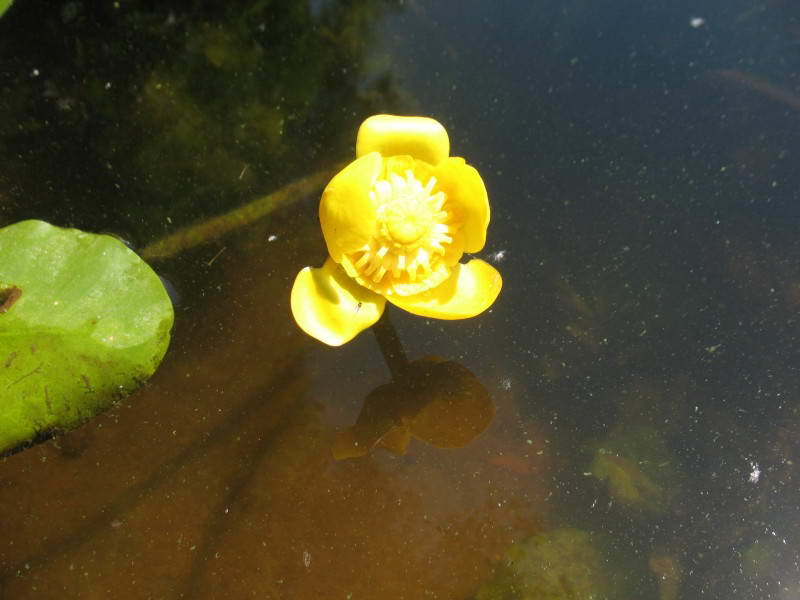 Nuphar lutea