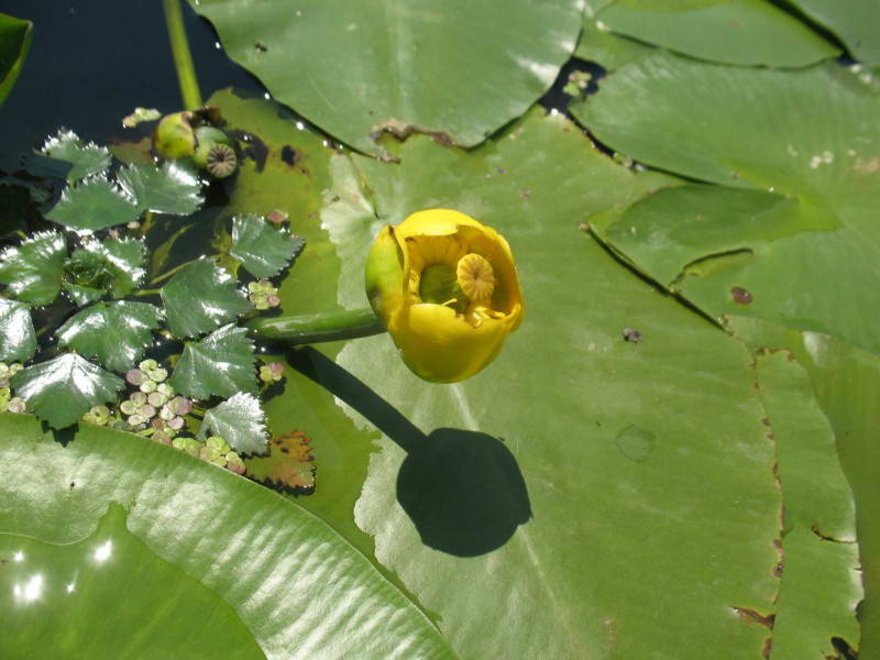 Yellow water lily